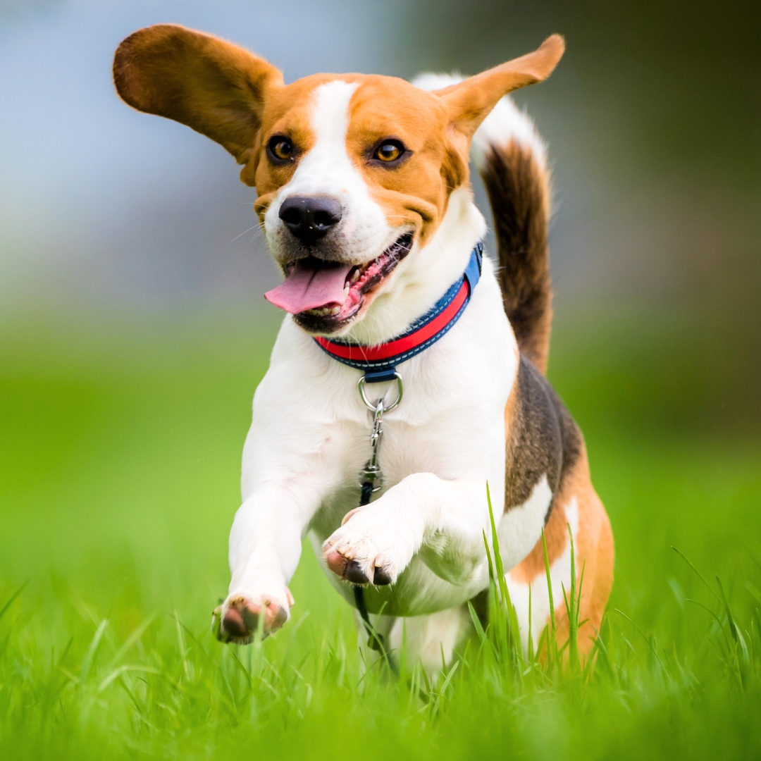  A beagle dog joyfully running across a green field