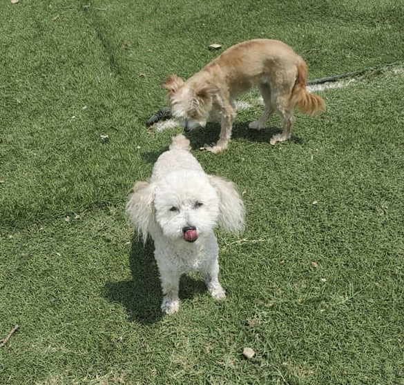 Two dogs standing on a grass field