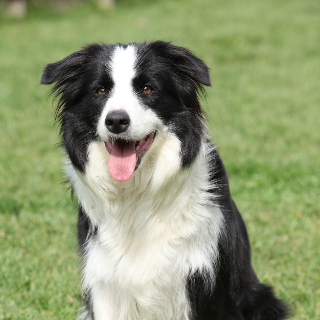 Border Collie dog sitting on grass