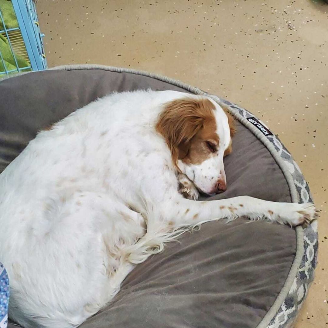 A dog sleeping on a pet bed