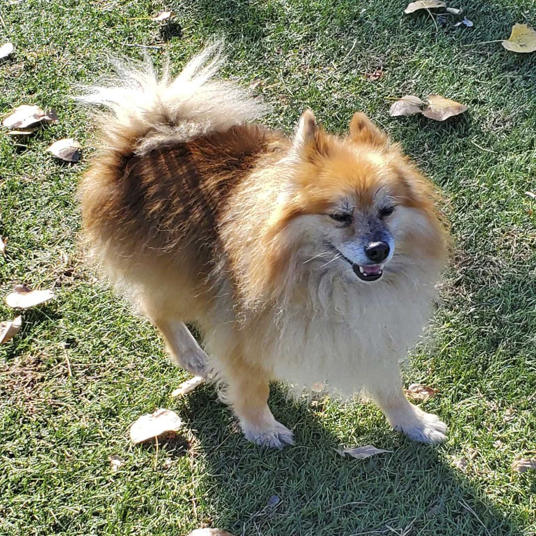 A dog standing on a field