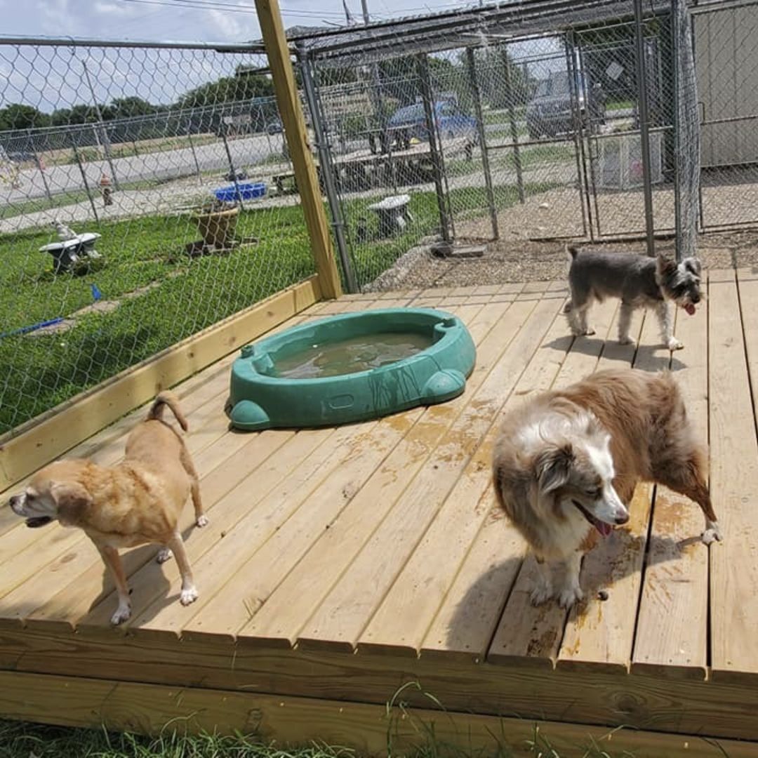 Dogs standing together on a wooden deck