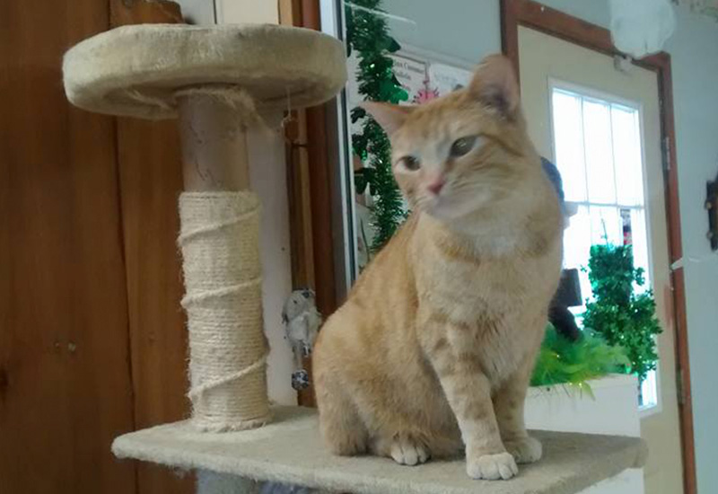 A cat resting on the floor beside a green plant