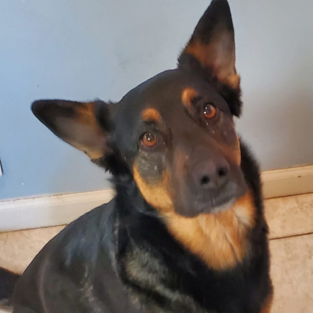 A dog sitting on the carpet indoors