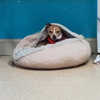 A dog sitting on a pet bed with a toy