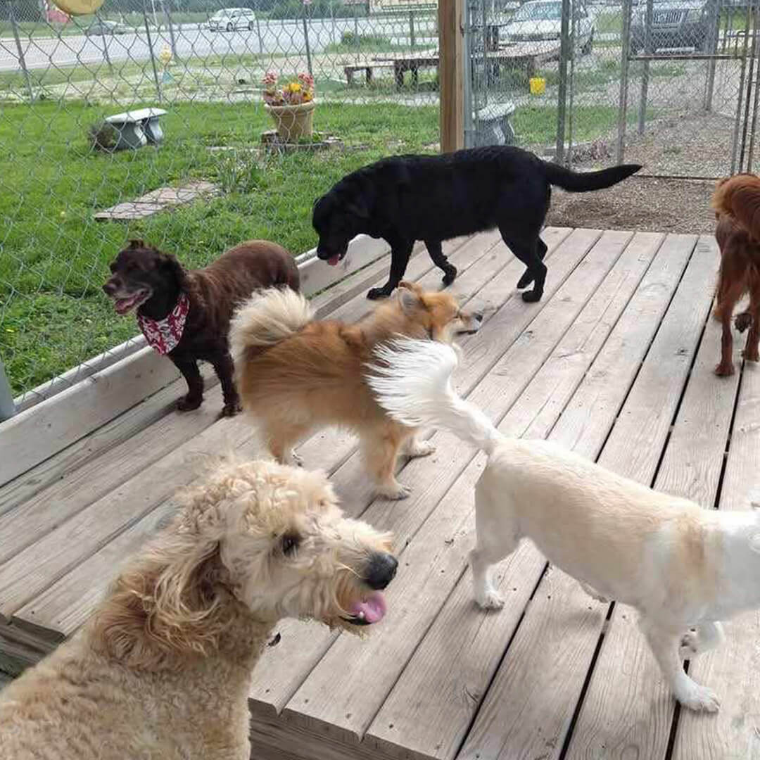 Dog sitting near a pet carrier
