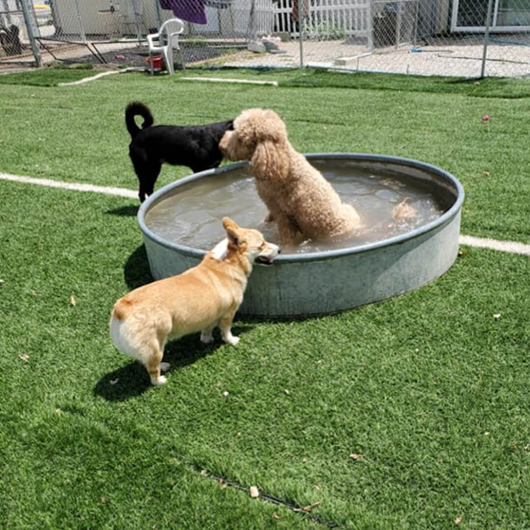 A dog sitting on grass next to a ball