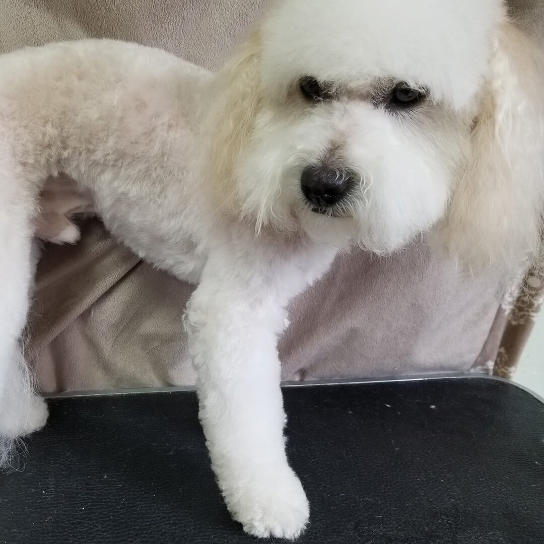A white dog standing on grooming table
