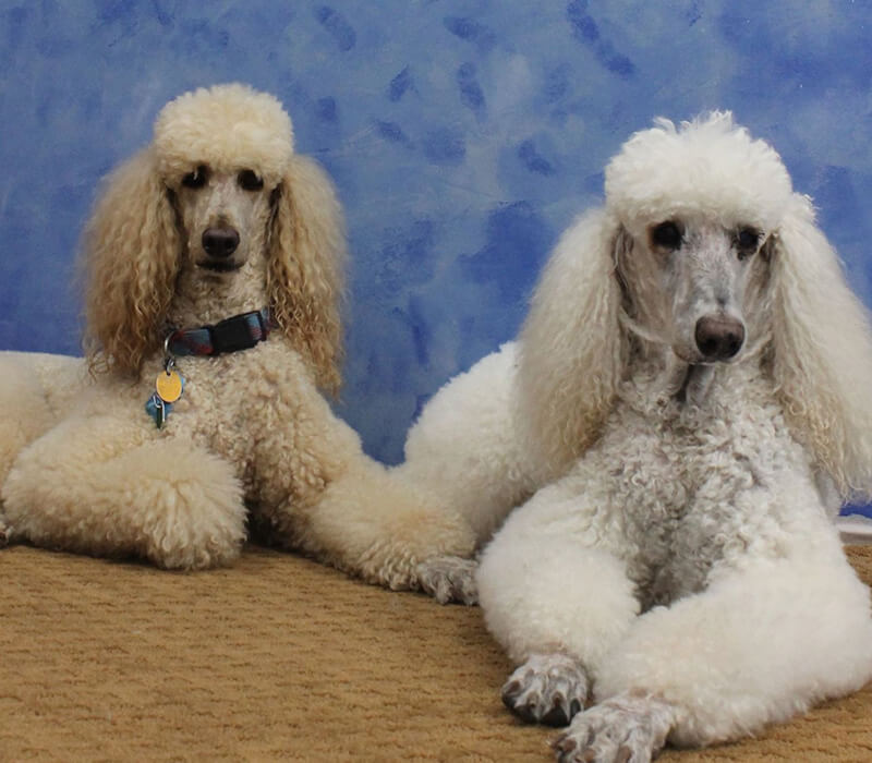 A person grooming a dog